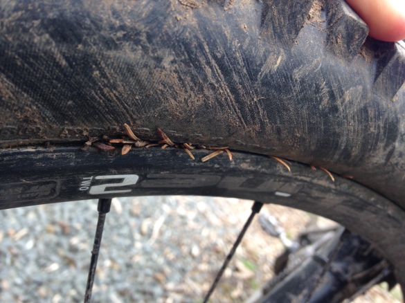 Pine needles stuck in the bead of my front tyre.